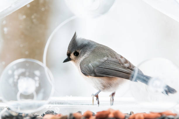istock One cute tufted titmouse perched on plastic window bird feeder perch on suction cups with sunflower seeds, peanut nut, looking side, eye during snow, snowing, Virginia 1073365690
