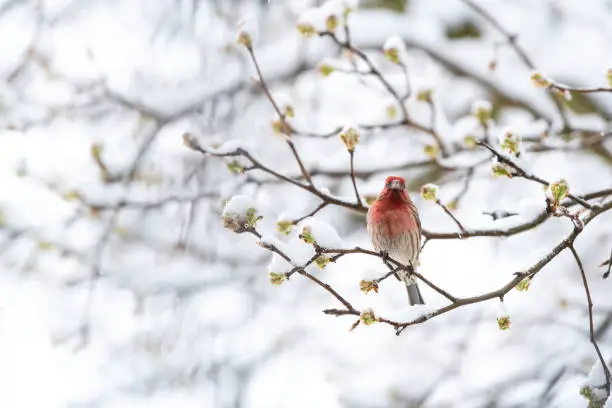 Front of one fluffed, puffed up red male house finch bird perched, sitting on sakura, cherry tree branch, covered in snow with buds during heavy snowing, snowstorm, storm in Virginia