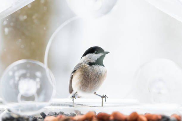 istock One chickadee bird closeup sitting perched on plastic glass window feeder perch, sunny day, looking, curious during heavy snow, snowing, snowstorm on sunny day, Virginia 1073365944