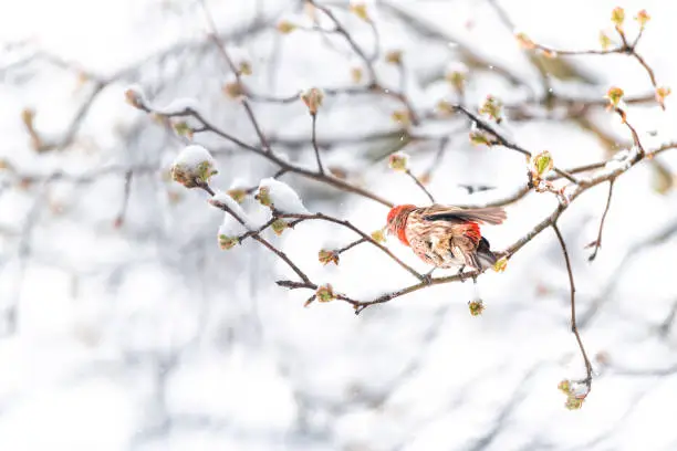 One fluffed, puffed up red male house finch bird shaking feathers, perched on sakura, cherry tree branch covered in snow with buds during heavy snowing, snowstorm, storm in Virginia