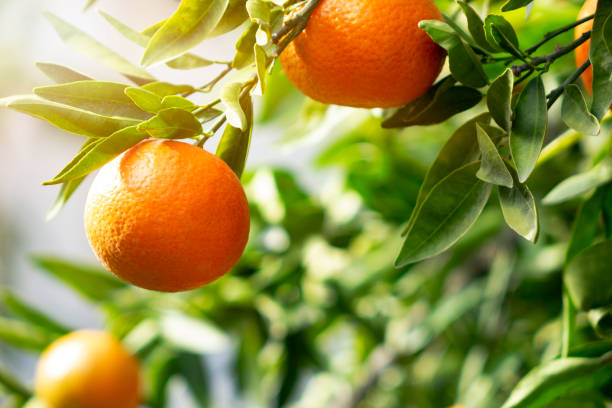 Orange fruits on a tree, background Orange - Fruit, Citrus Fruit, Fruit, Tangerine, Crete valencia orange photos stock pictures, royalty-free photos & images