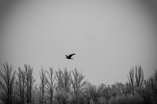 Winter urban landscape - snow storm, snow covered trees and black birds