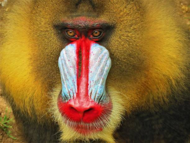 istock Portrait of Mandrill (Mandrillus sphinx). 1073370808