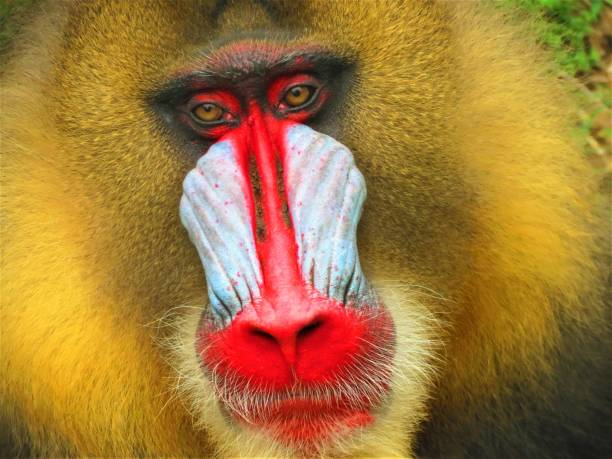 istock Portrait of Mandrill (Mandrillus sphinx). 1073371336