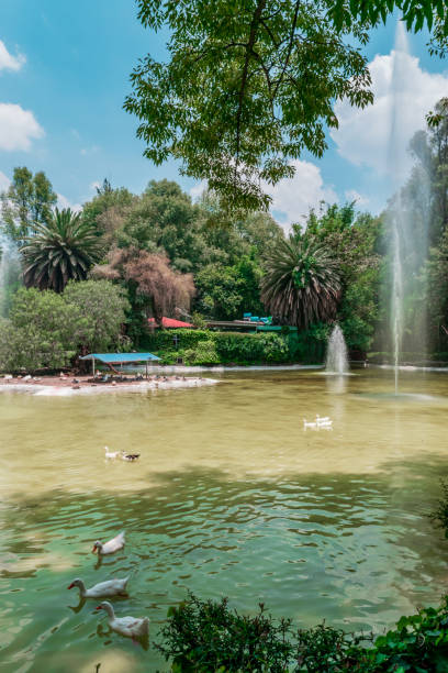 istock Ducks in a lake surrounded by trees on blue sky 1073371628