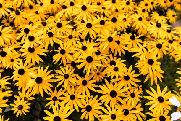 Black eyed Susan's.