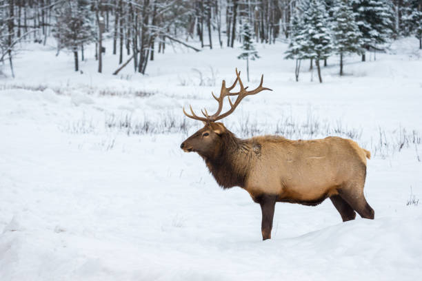istock Elk in a snow landscape. 1073375134