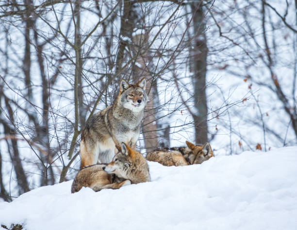 Coyote Animals In The Wild Animal Camouflage Stock Photos, Pictures &  Royalty-Free Images - iStock