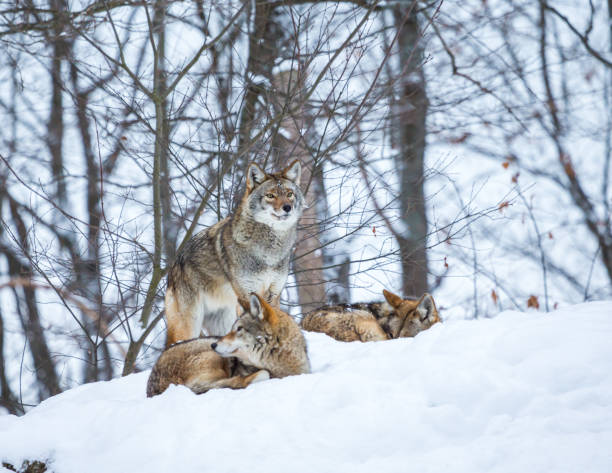Coyote Animals In The Wild Animal Camouflage Stock Photos, Pictures & Royalty-Free Images - iStock Coyote Animals In The Wild Animal Camouflage Stock Photos, Pictures & Royalty-Free Images - iStock