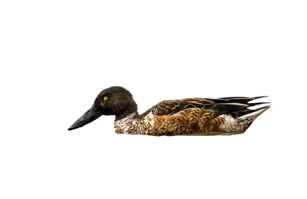 istock Northern shovellor. 1073377736