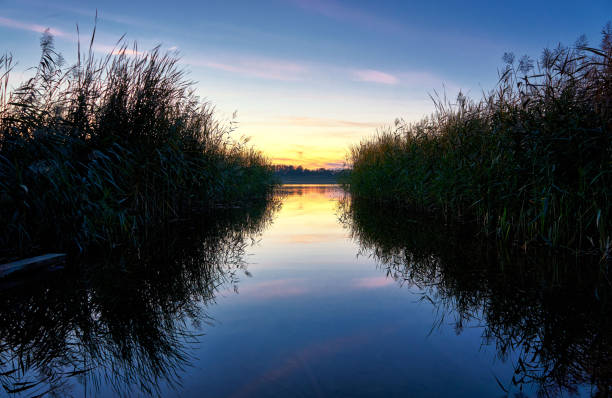 istock Sunset between reeds at the lake. Germany 1073379434