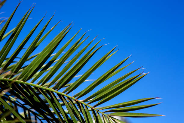 istock the palm leaves close up. 1073381040