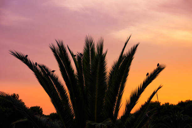 The blurry  sunset behind banana leaf silhouettes. Natural nature abstract background.