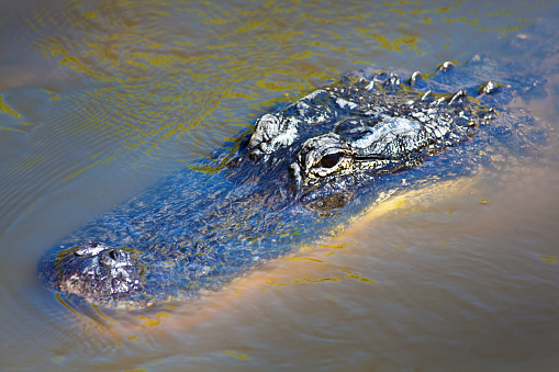 Close-up of an alligator swimming in a swamp wetland in Everglades National Park, Florida, USA