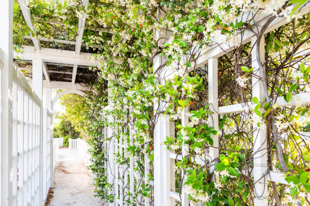 nahaufnahme der terrasse im freien frühling blumengarten im hinterhof veranda nach hause, romantische weiße holz mit pergola aus holz bogen weg, klettern über reben - hanging from the vine stock-fotos und bilder