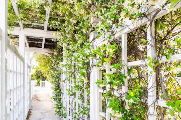 Closeup of patio outdoor spring flower garden in backyard porch of home, romantic white wood with pergola wooden arch path, climbing covering vine plants stock photo