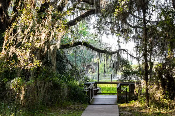 Southern live oak tree with hanging Spanish moss in Paynes Prairie Preserve State Park in Florida, wooden boardwalk