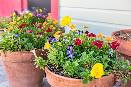 Bathtub utilized as a flowerpot with pansies and other flowers which can survive the Icelandic summer