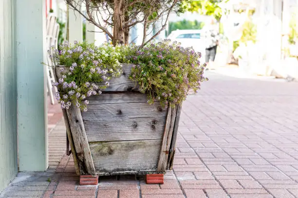 Many tiny purple phlox flowers in large flower pot flowerpot basket decoration on street in town, wooden basket