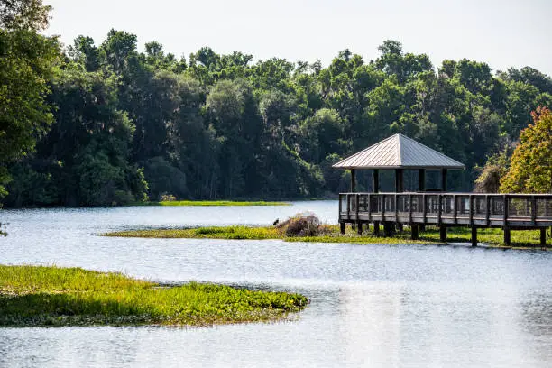 Photo of Landscape of wooden boardwalk gazebo viewing deck in marsh swamp in Paynes Prairie Preserve State Park in Gainesville, Florida