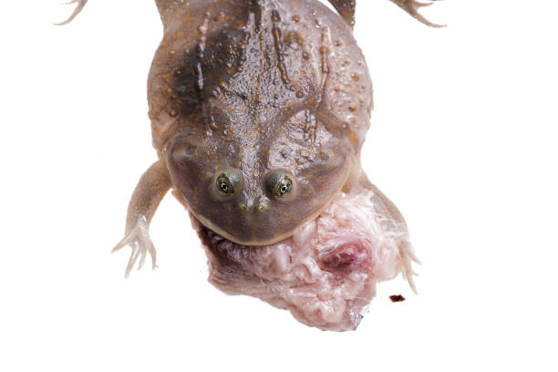 istock The Budgett's or hippo frog, Lepidobatrachus laevis, eating fish on white background 1073389456