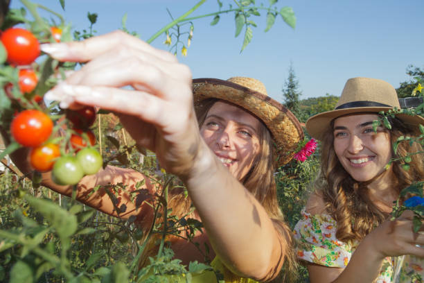 istock two women harvesting vegetables 1073390884