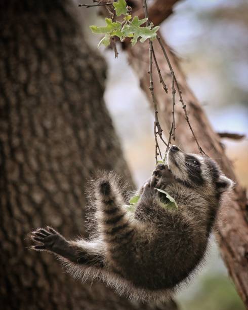 istock Raccoon Hanging on for Dear Life 1073391482
