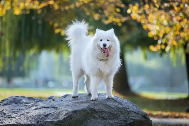 Happy samoyed dog standing on rock in autumn park