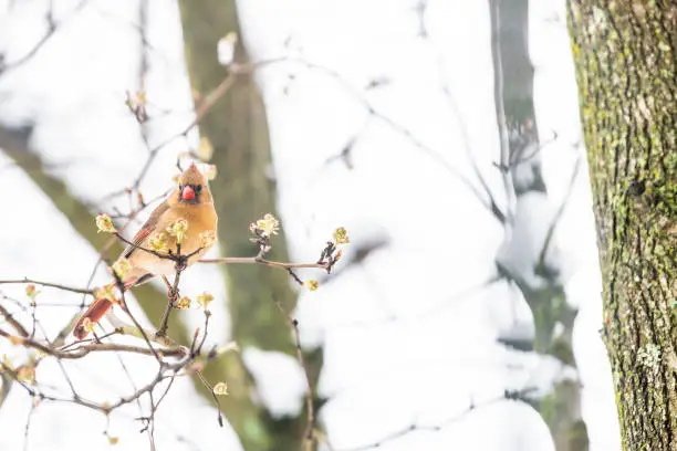 Front Closeup of fluffed, puffed up orange, red female cardinal bird, looking, perched on sakura, cherry tree branch, covered in falling snow with buds in heavy snowing, snowstorm, storm, Virginia