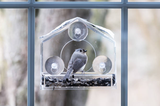 istock Closeup of tufted titmouse back perched on plastic window bird feeder perch on suction cups with sunflower seeds, peanut nuts, looking, eye during snow, snowing, Virginia 1073394770