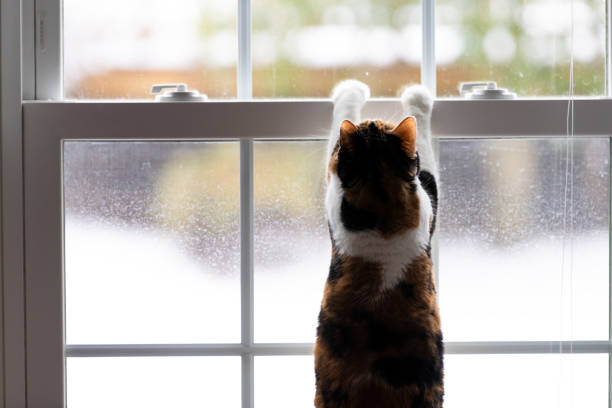 One calico domestic cat leaning on window with front paws, birdwatching, bird watching, hunting from inside of home, house room, looking through, out for birds