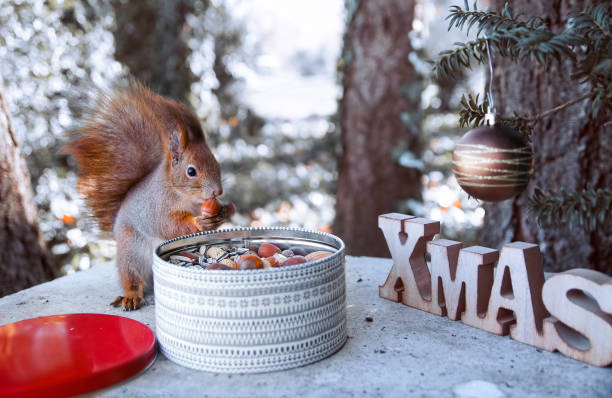 Red squirrel eats a nut stock photo