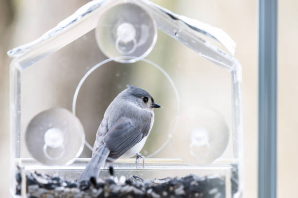 istock Back closeup of tufted titmouse perched on plastic window bird feeder perch on suction cups with sunflower seeds, peanut nuts, looking side, eye during snow, snowing, Virginia 1073396070