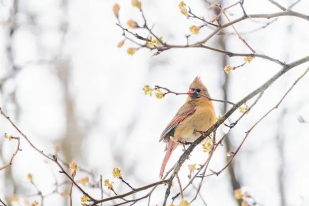 Side closeup of fluffed feathers, puffed up orange, red female cardinal bird, looking, perched on sakura, cherry tree branch, covered in falling snow, buds, heavy snowing, snowstorm, storm, Virginia