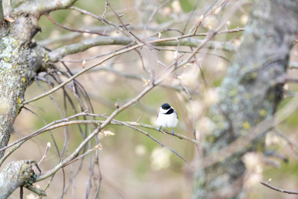 istock One curious chickadee bird perched on tree branch in sunny colorful spring, springtime in Virginia, sakura, cherry blossom flowers, buds 1073396296