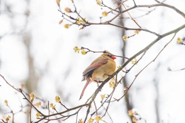 Low angle view closeup of fluffed, puffed up orange, red female cardinal bird, looking, perched on sakura, cherry tree branch, covered in falling snow, buds, heavy snowing, snowstorm, storm, Virginia