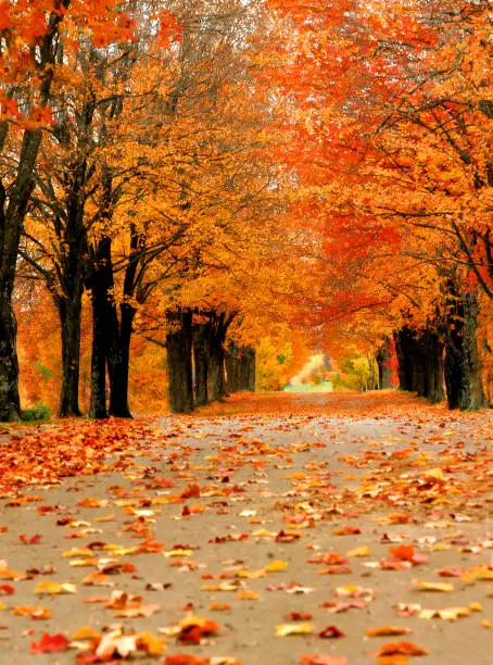 Avenue of maples glow with Autumn orange in Harrison, Arkansas.  Single lane road disappears into distance with tunnel of overhanging limbs.