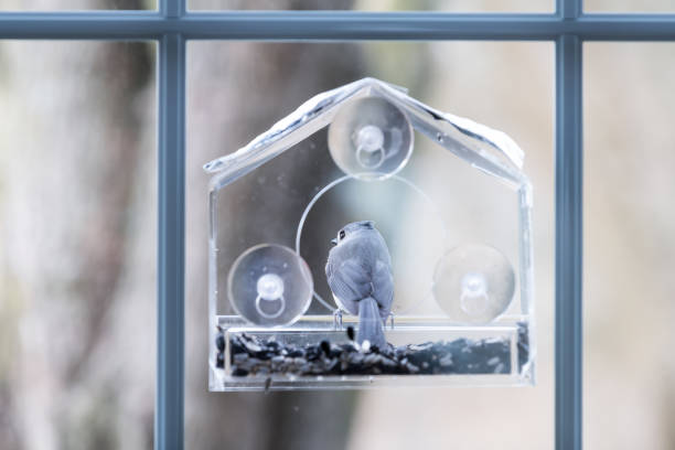 istock Back of one tufted titmouse perched on plastic window bird feeder perch on suction cups with sunflower seeds, peanut nuts, looking, eye during snow, snowing, Virginia 1073398622