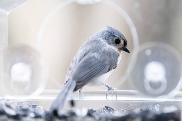istock Back closeup of curious tufted titmouse perched on plastic window bird feeder, perch, suction cups, sunflower seeds, peanut nuts, looking down, eye during snow, snowing, Virginia 1073398652