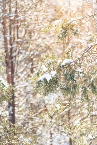 Closeup vertical view of pine tree snow covered branches, forest, woods with many trees, bokeh, sunlight, sun, sunshine, warm light, backlight in backyard, heavy snowing, snowstorm, storm, cold winter