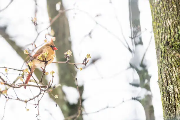 Closeup of fluffed, puffed up orange, red female cardinal bird side, perched on sakura, cherry tree branch, covered in falling cold snow with buds during heavy snowing, snowstorm, storm in Virginia