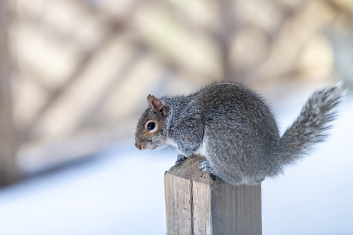 Closeup portrait of one gray squirrel in cold snowy weather, snowing, snowstorm, storm sitting on wooden deck pole, post, house, home, looking curious