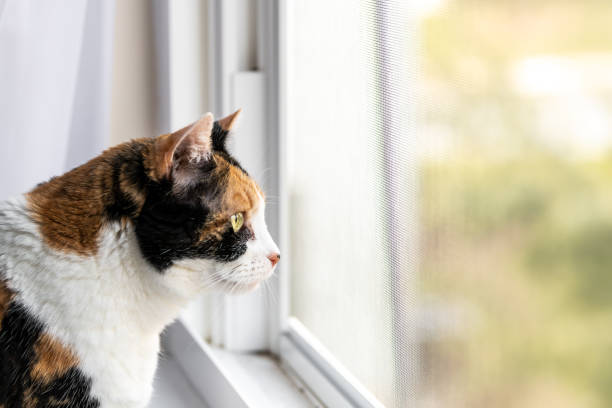 Photo of Closeup of one female cute calico cat face standing inside, indoors, indoor of house, home room windowsill, sill, looking out, through window, staring behind mesh screen outside, bird watching