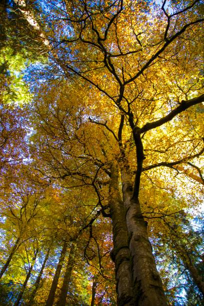istock Autumn in Switzerland 1073409744