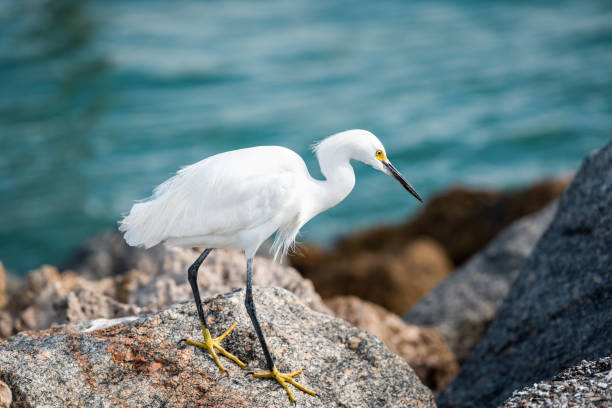 nahaufnahme von einem snowy egret weißen vogel zu fuß auf felsigen pier rockt in florida golf von mexiko in venedig strand, gelbe und blaue farben - egret water bird wildlife nature stock-fotos und bilder