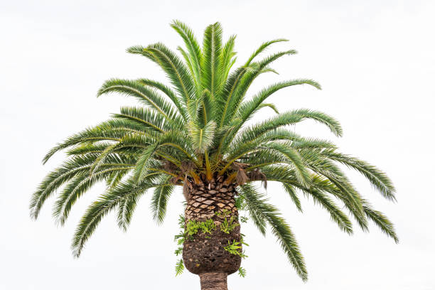 topo de árvore de palma brilhante verde colorido, copa deixa isolada contra céu branco em veneza, florida durante o dia ensolarado closeup - treetop sky tree high section - fotografias e filmes do acervo