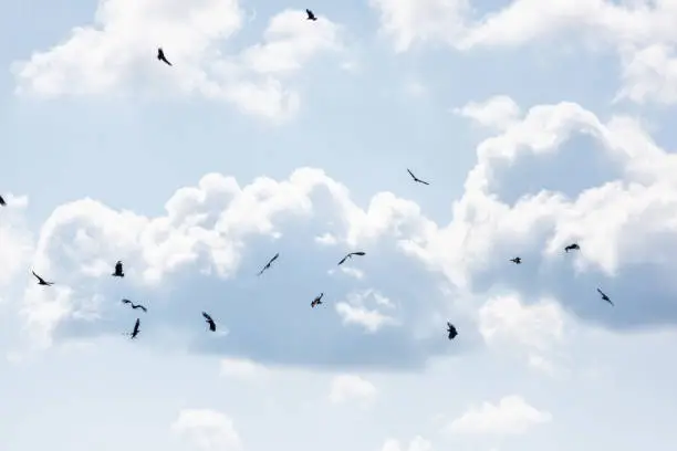 Flock, many birds vultures flying in sky above deep hole famous alligator lake pond in Myakka River State Park, Sarasota, Florida, murmuration