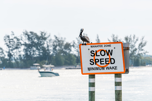 Eastern Brown Pelican in Venice, Florida on pier manatee sign, perched with motor boat in background in Marina Harbor slow speed limit