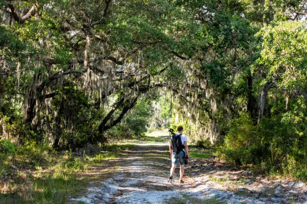 Man travel photographer trekking, walking on landscape with oak trees and trail path in Myakka River State Park Wilderness Preserve in Sarasota, Florida with tripod