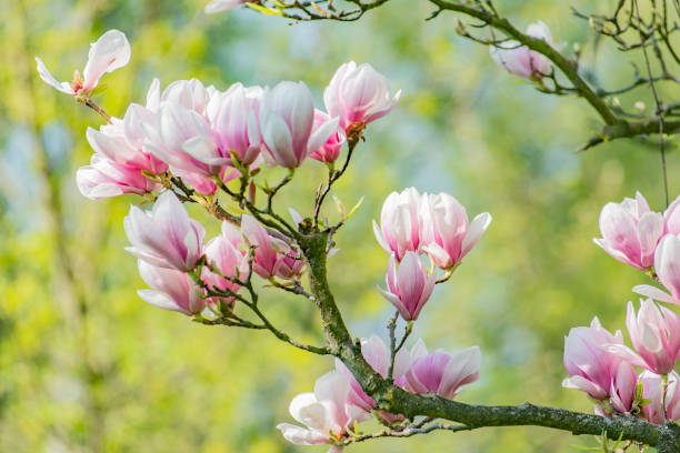 magnolia de la primavera y el cielo azul - magnolia blossom fotografías e imágenes de stock